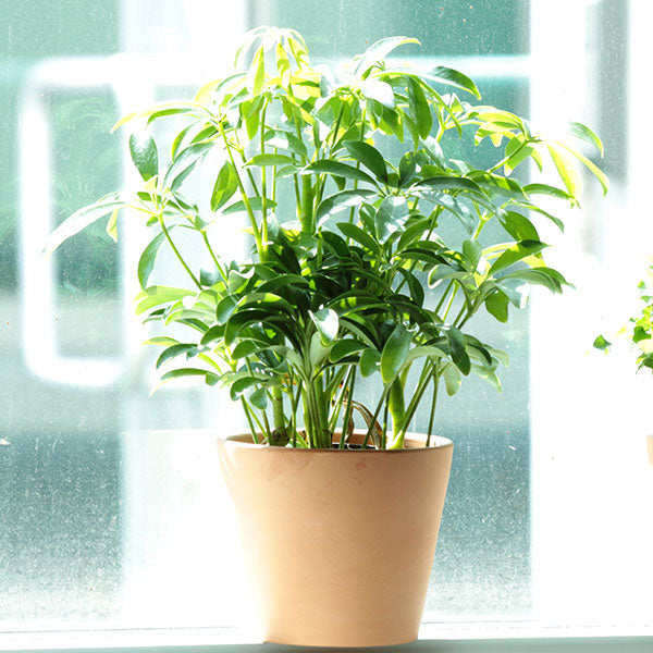 Luseane Schefflera