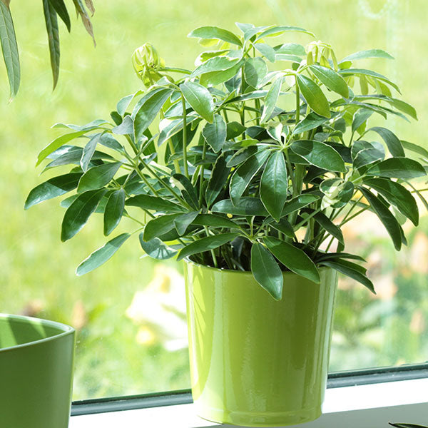 Luseane Moondrop Schefflera