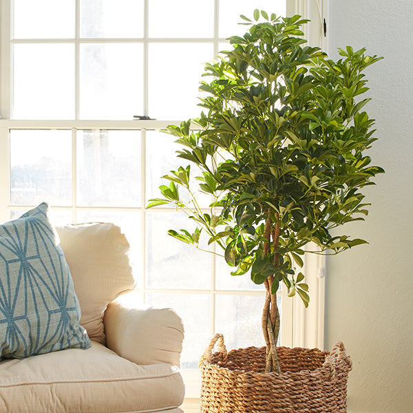 Trinette Schefflera