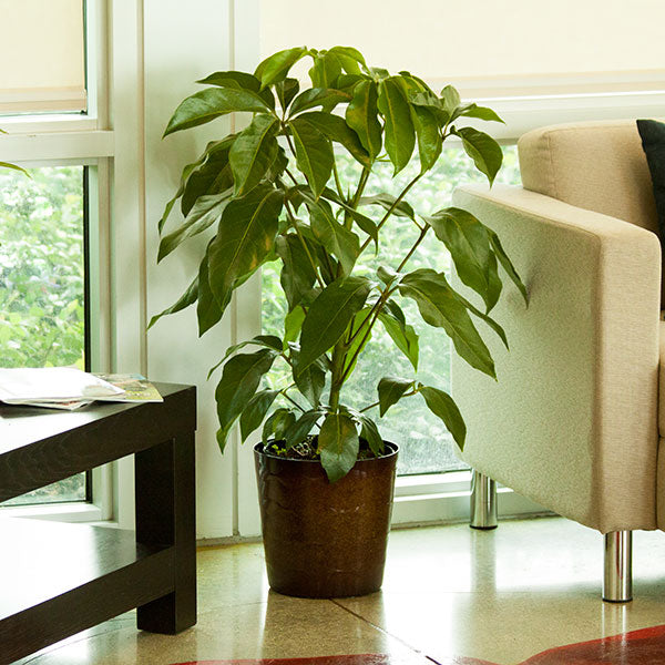 Alpine Schefflera