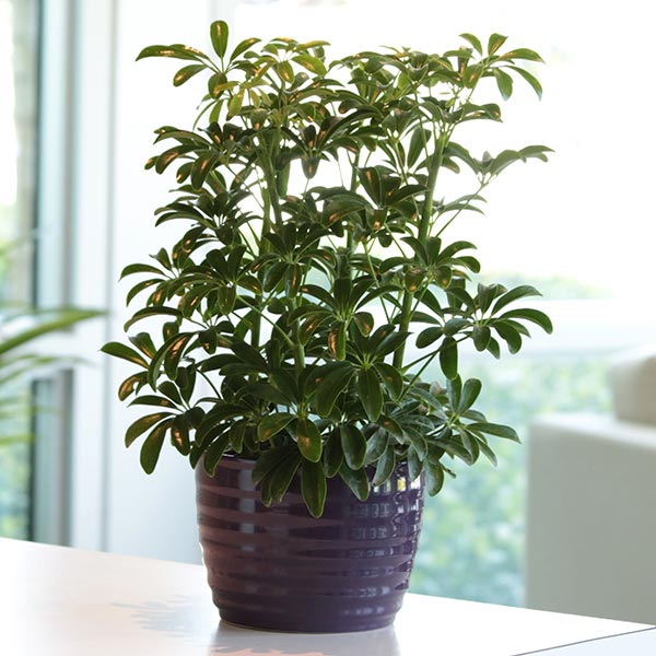 Dwarf Schefflera