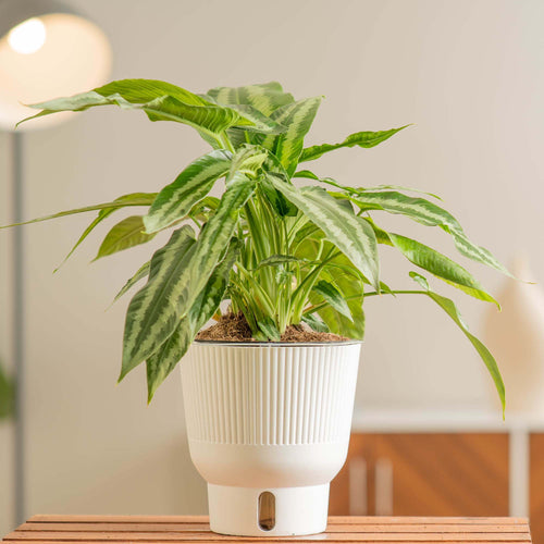Schismatoglottis wallichii houseplant in a white self-watering system on a wood table in front of a lamp in a living room