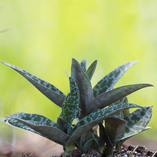 Ledebouria socialis