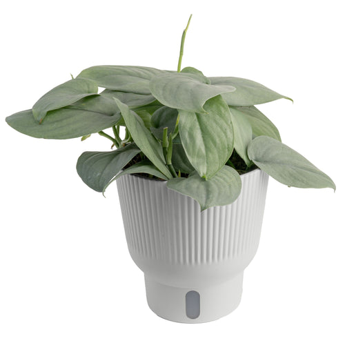 Platinum Scindapsus