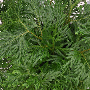 Asian Spikemoss
