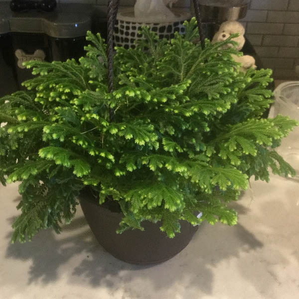 Sweat Plant