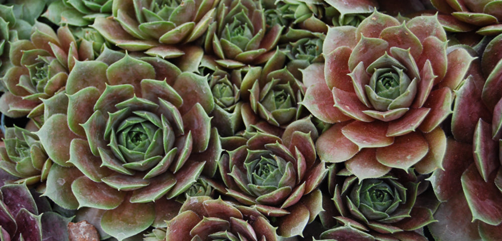 Hens and Chicks  Costa Farms