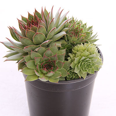 Jade Rose Hens and Chicks