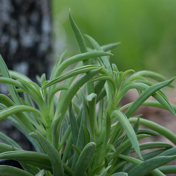 Senecio kleinia