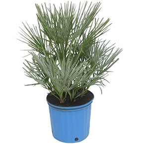 Silver European Fan Palm