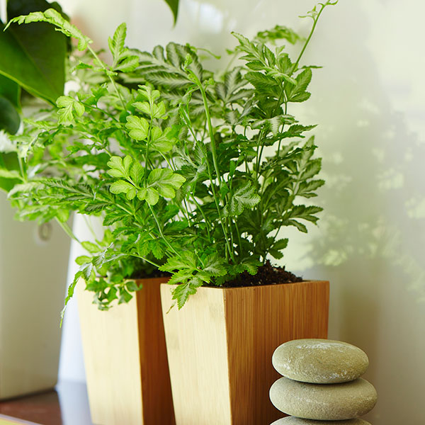 Silver Lace Fern