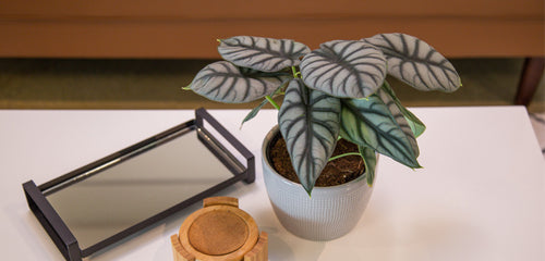 A Silver Dragon Alocasia plant with distinctive silvery-green veined leaves in a textured light blue pot, placed on a white table next to a black-framed mirror tray and a small wooden coaster.
