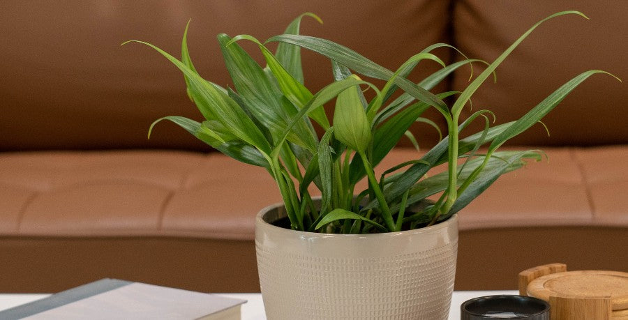 Silver Streak Pothos: New, Rare, Beautiful  Costa Farms
