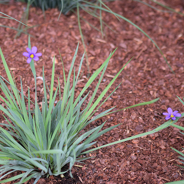 Lucerne Blue-Eyed Grass