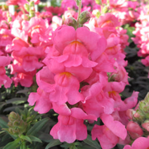 Arrow Pink Snapdragon