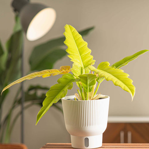 Houseplant Philodendron Golden Crocodile in a white container on a wood table with a lamp in the background