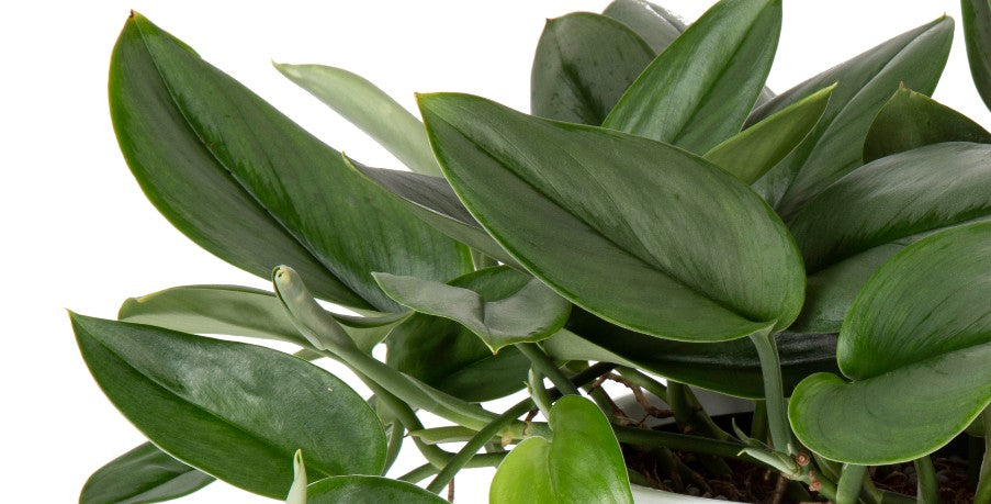 succulent pearl The Sill String of Pearls Houseplants, Small in Cream