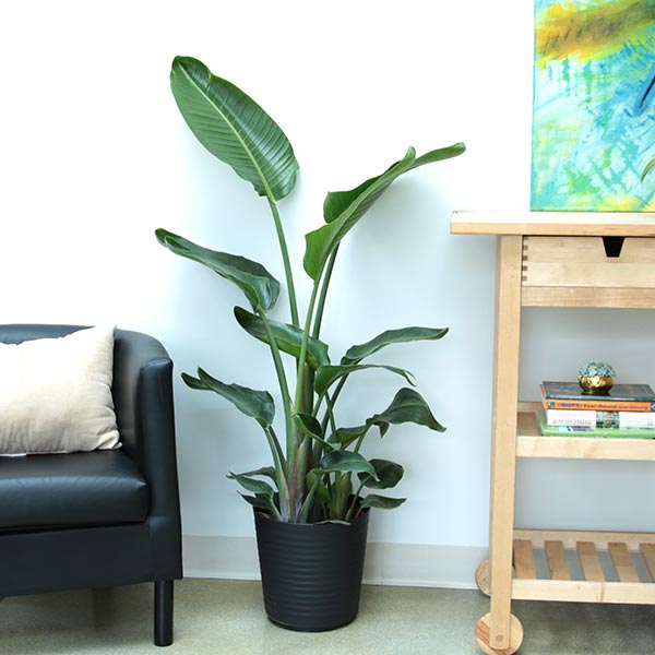 White Bird of Paradise