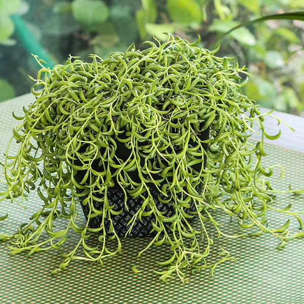String of Bananas