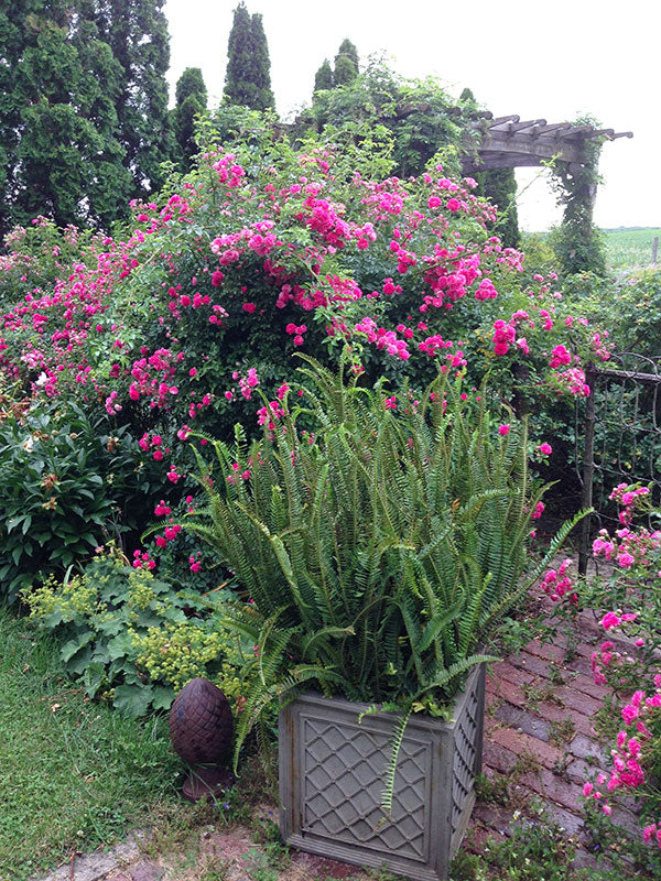 Add Ferns for Summer Interest