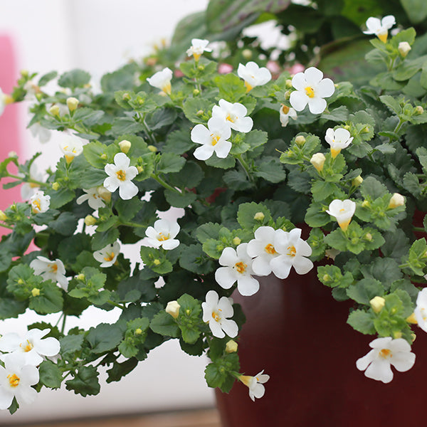 Abunda Giant White Bacopa