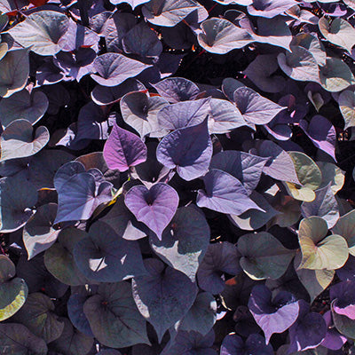 Desana Bronze Sweet Potato Vine