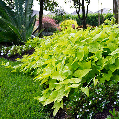 Desana Lime Sweet Potato Vine
