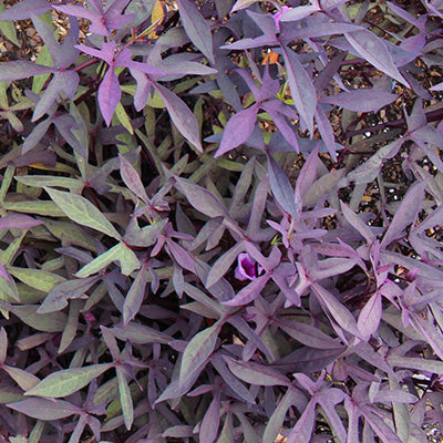 Ragtime Sweet Potato Vine