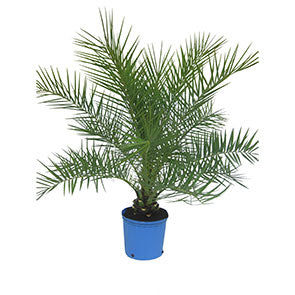 Sylvester Palm