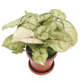 Bold Allusion Nephthytis