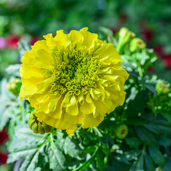 Antigua Yellow African Marigold