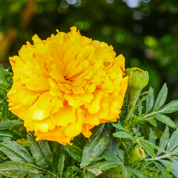 Janie Gold French Marigold