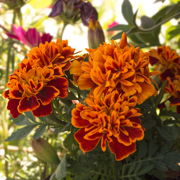 Janie Flame French Marigold