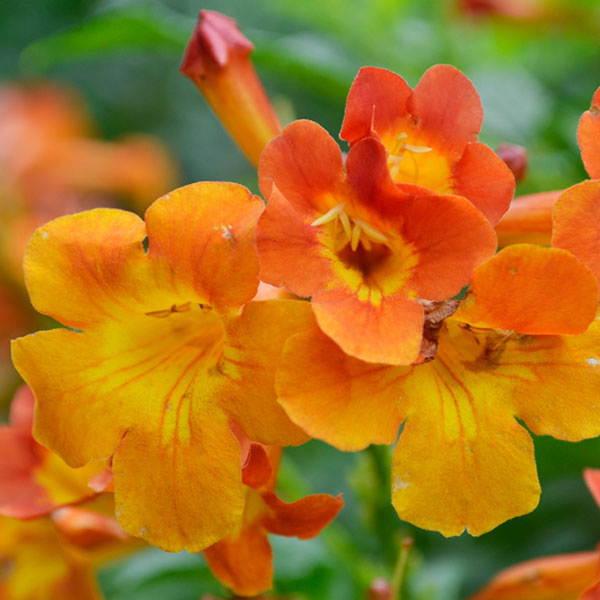 Sun Trumpets Orange