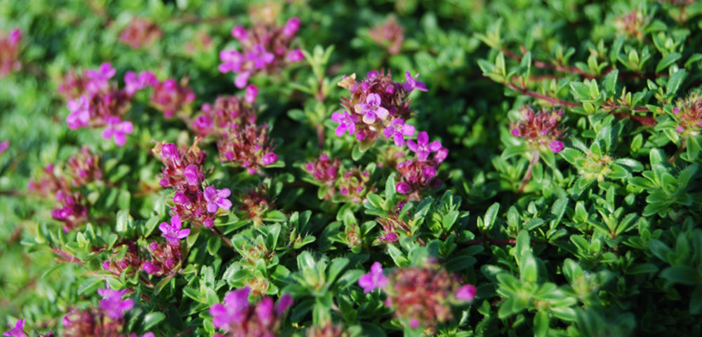 Thyme – Costa Farms