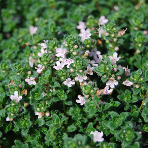 Pink Chintz Thyme
