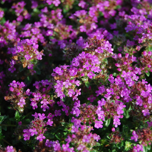 Red Thyme