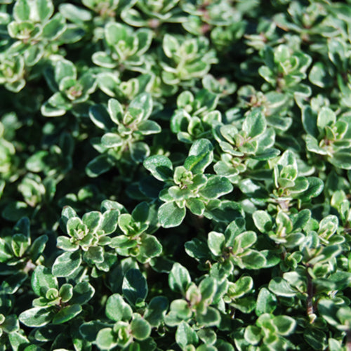 Silver Edge Thyme