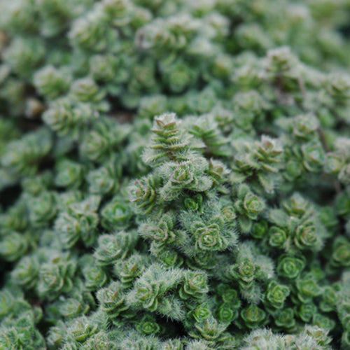Woolly Thyme