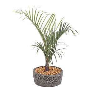 Triangle Palm