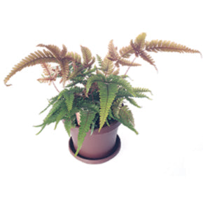 Tricolor Fern