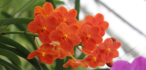 Orchid, Vanda