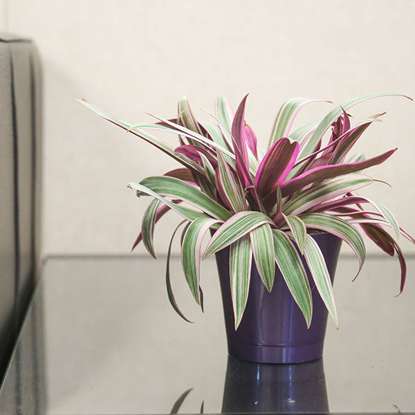 Tricolor Oyster Plant