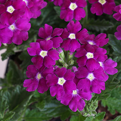 Aztec Violet