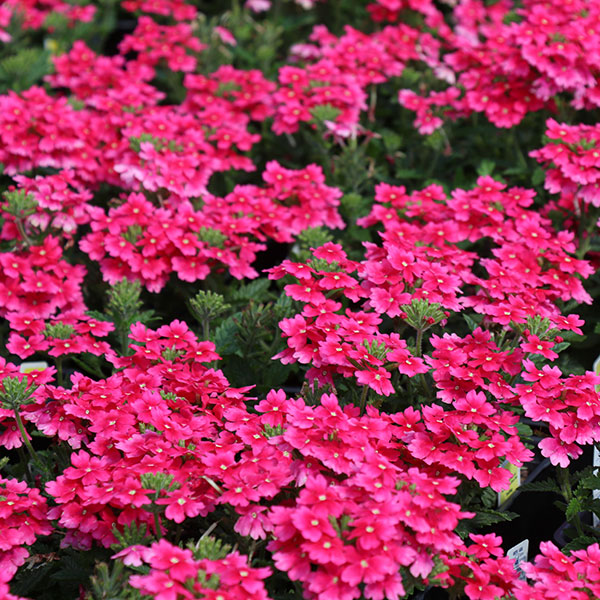 Aztec Wild Rose