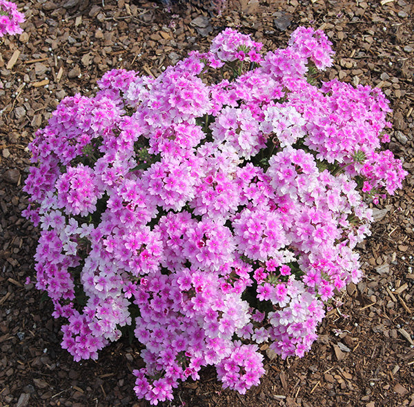 EnduraScape Pink Bicolor