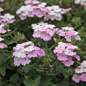 EnduraScape White Blush