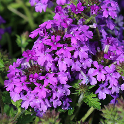 Homestead Purple
