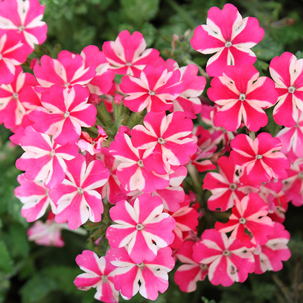 Lanai Red Star