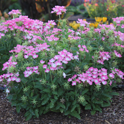 Lanai Upright Rose